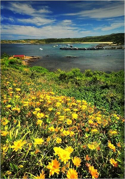 Spring-time blooms of wildflowers, King Island, Bass Strait, Tasmania, Australia