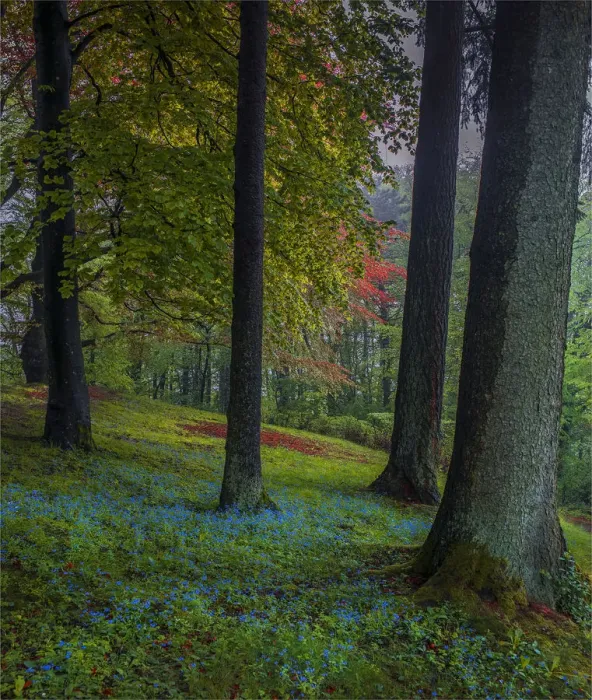 Framed Print : Spring-time in the forests near the city of Linz, Upper Austria