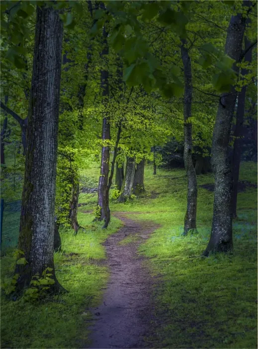 Framed Print : Spring-time in the forests near the city of Linz, Upper Austria
