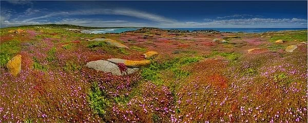 Spring Wildflower Blooms including coastal Pig-face, King Island, Bass Strait, Tasmania, Australia