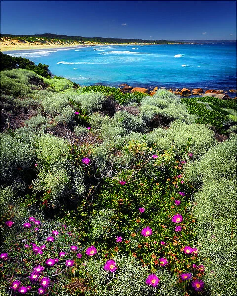 Spring Wildflower Blooms including coastal Pig-face, King Island, Bass Strait, Tasmania, Australia