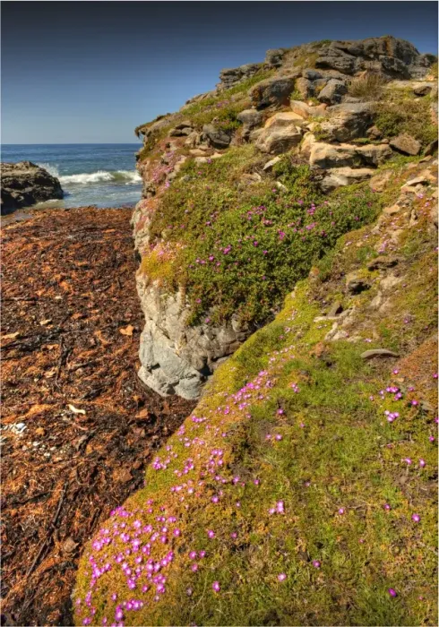Framed Print : Spring Wildflower Blooms including coastal Pig-face, King Island, Bass Strait, Tasmania, Australia