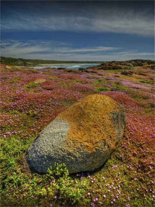 Framed Print : Spring Wildflower Blooms including coastal Pig-face, King Island, Bass Strait, Tasmania, Australia Framed Print : Spring Wildflower Blooms including coastal Pig-face, King Island, Bass Strait, Tasmania, Australia