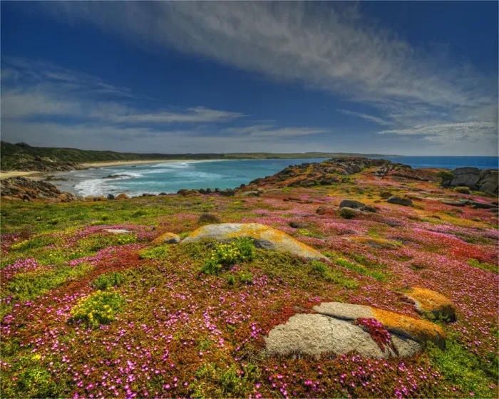 Framed Print : Spring Wildflower Blooms including coastal Pig-face, King Island, Bass Strait, Tasmania, Australia Framed Print : Spring Wildflower Blooms including coastal Pig-face, King Island, Bass Strait, Tasmania, Australia