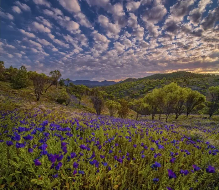 Framed Print : Springtime in Bunyeroo valley