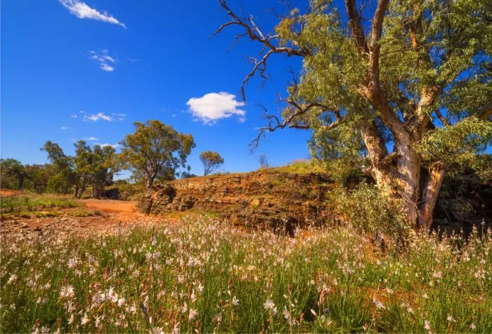 Framed Print : Springtime in a dry Creek bed Framed Print : Springtime in a dry Creek bed