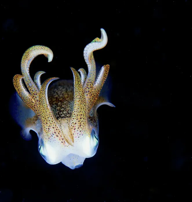 Framed Print : Squid at night Framed Print : Squid at night