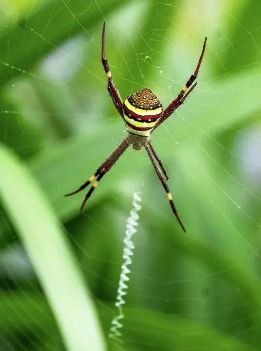 Framed Print : St Andrews Cross spider in a web