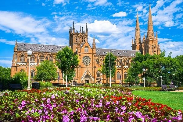 St. Marys Cathedral with blossom flowers in foreground, Sydney, Australia