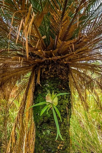 Staghorn fern growing on pulm tree