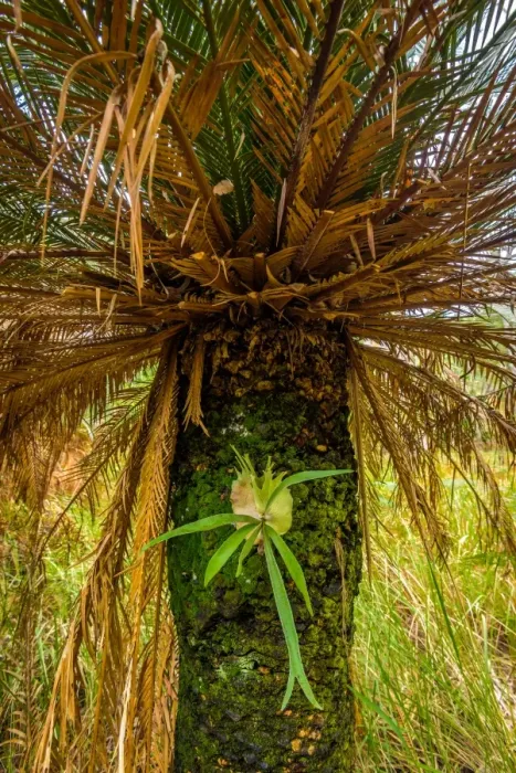 Framed Print : Staghorn fern growing on pulm tree Framed Print : Staghorn fern growing on pulm tree