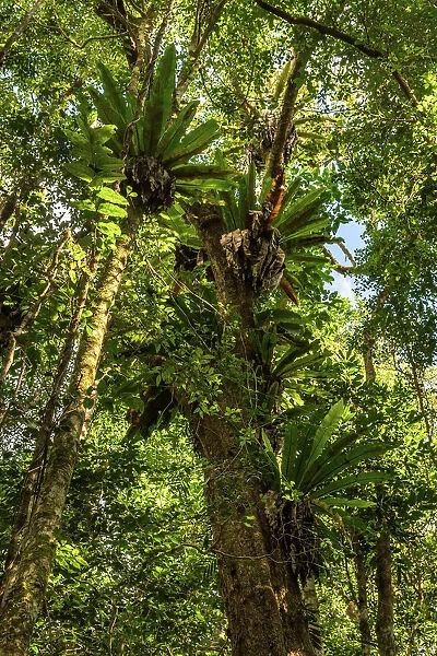 Staghorn ferns at Paluma Range National Park
