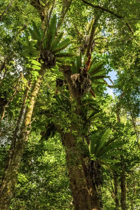 Framed Print : Staghorn ferns at Paluma Range National Park