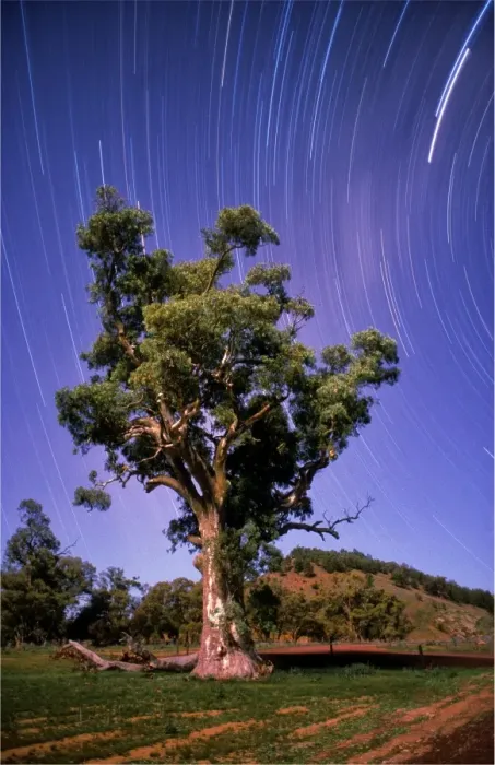 Framed Print : Star-trails, near Wilpena pound, at the famous Cazneaux tree, Flinders Ranges, South Australia