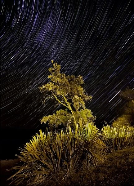 Star-trails at Te-Anau, South Island, New Zealand