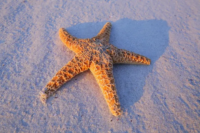 Framed Print : Starfish on the beach Framed Print : Starfish on the beach
