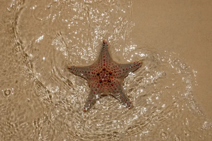 Framed Print : Starfish on the beach Framed Print : Starfish on the beach