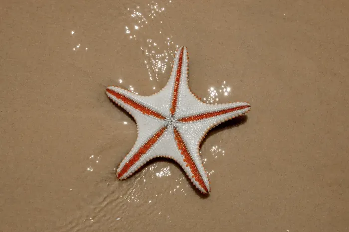 Framed Print : Starfish on the beach Framed Print : Starfish on the beach