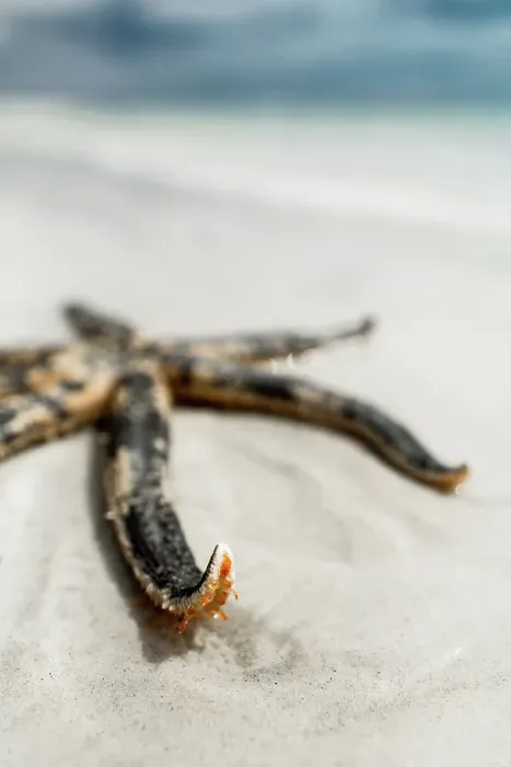 Framed Print : Starfish on a beach. Eyre Peninsula. Australia Framed Print : Starfish on a beach. Eyre Peninsula. Australia