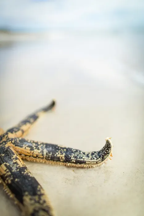 Framed Print : Starfish on a beach. Eyre Peninsula. Australia Framed Print : Starfish on a beach. Eyre Peninsula. Australia