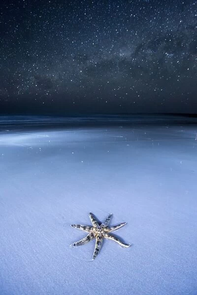 Starfish on a beach and the Milky Way. Australia
