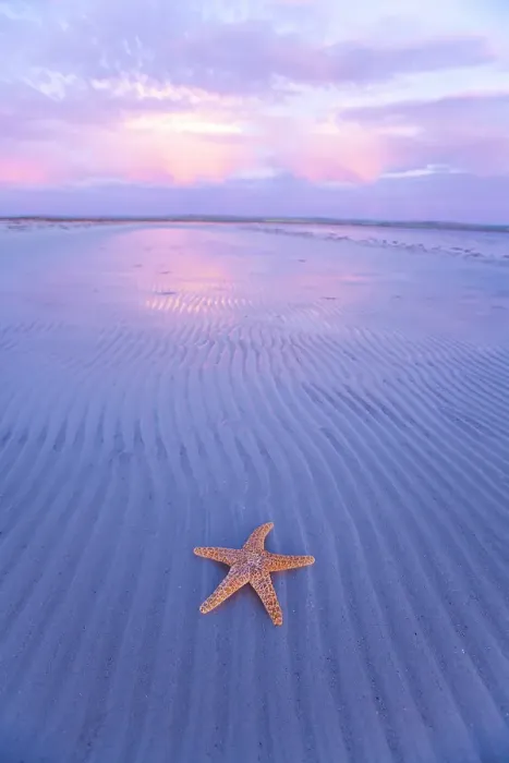 Framed Print : Starfish on sand bar