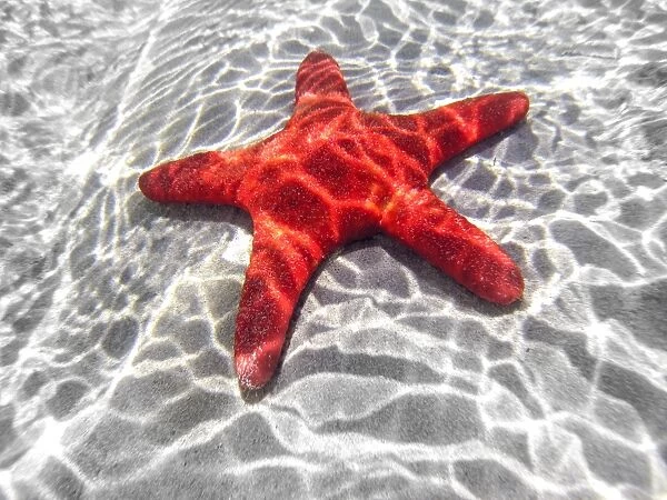 Starfish underwater in shallow water. Australia