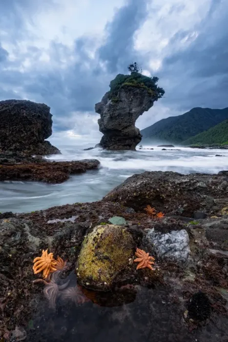 Framed Print : Starfish world at Motukeikei beach Framed Print : Starfish world at Motukeikei beach