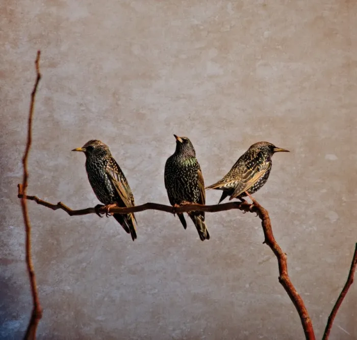 Framed Print : Three Starlings on a branch