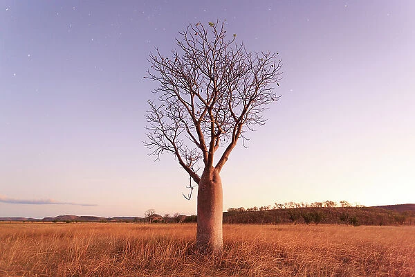 Stars and night sky over a Boab Tree. Parry Lagoons Nature Reserve. The Kimberley. Western Australia