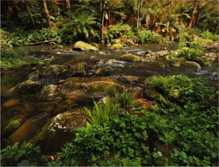 Framed Print : Stephensons creek, Otway Ranges, Victoria, Australia
