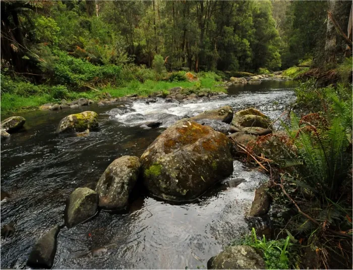 Framed Print : Stephensons creek, Otway Ranges, Victoria, Australia Framed Print : Stephensons creek, Otway Ranges, Victoria, Australia