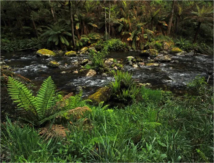 Framed Print : Stephensons creek, Otway Ranges, Victoria, Australia