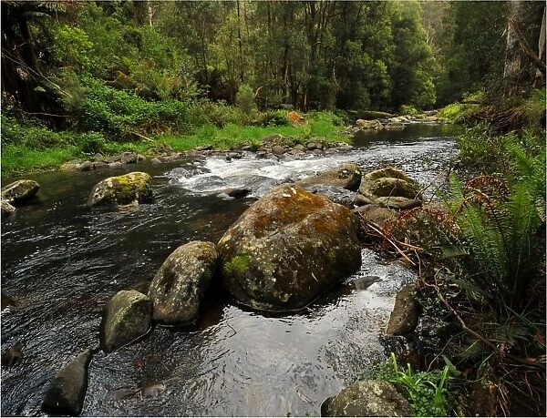 Stephensons creek, Otway Ranges, Victoria, Australia