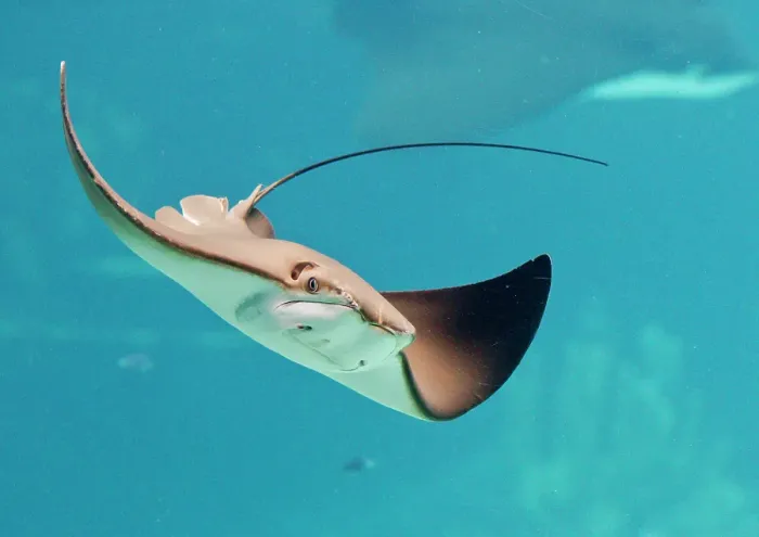 Framed Print : Stingray Framed Print : Stingray