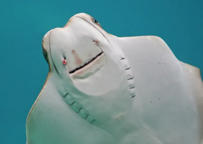 Framed Print : Smile. Stingray Smile