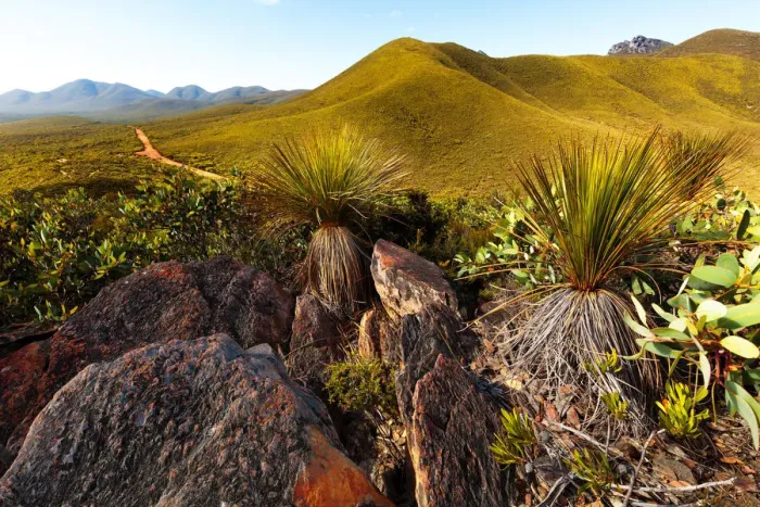 Framed Print : Stirling Ranges National Park grass trees