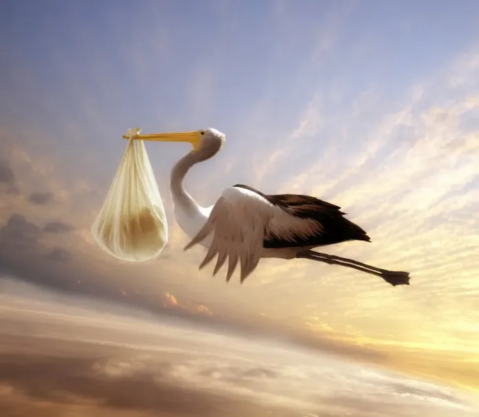 Framed Print : stork making a delivery