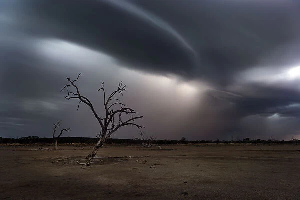 storm clouds and lightning with dead tree