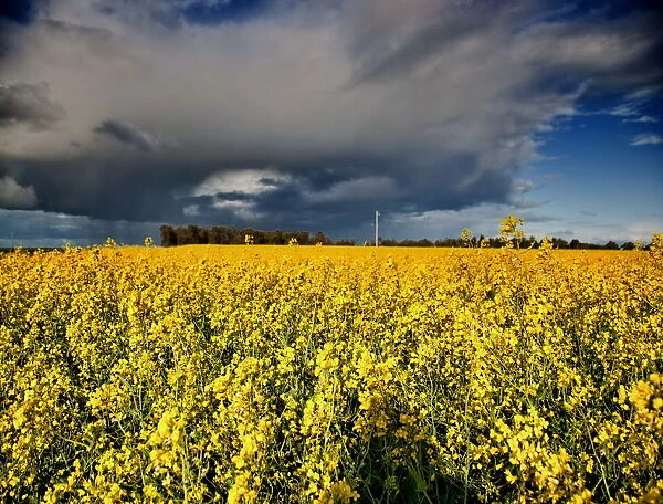 Storm over rapeseed