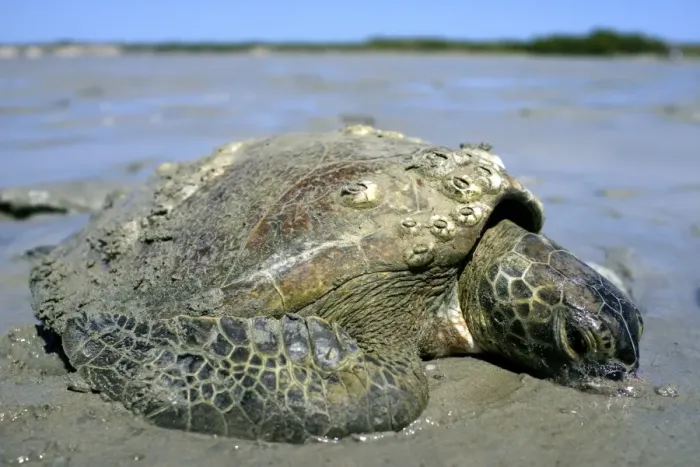 Framed Print : Stranded turtle