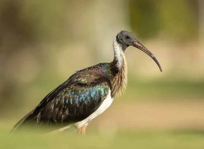 Framed Print : Ibis. Straw-necked Ibis (Threskiornis spinicollis) adults have distinctive