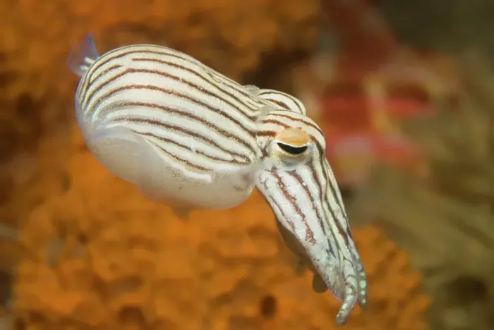 Framed Print : Striped Pyjama squid swimming Framed Print : Striped Pyjama squid swimming