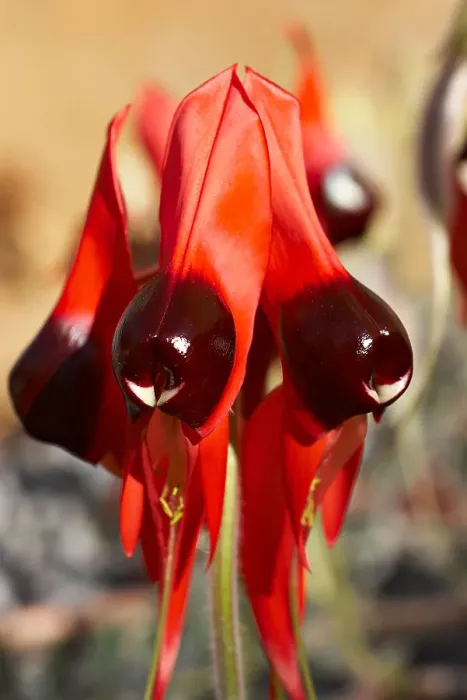 Framed Print : Sturt Desert Pea