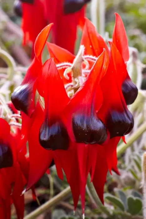 Framed Print : Sturt Desert Pea Framed Print : Sturt Desert Pea