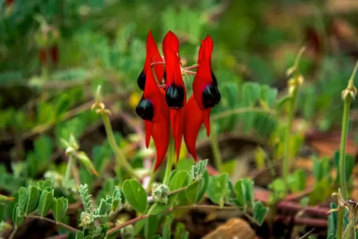 Framed Print : Sturts Desert Pea Framed Print : Sturts Desert Pea