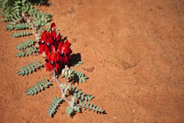 Framed Print : Sturts Desert pea Framed Print : Sturts Desert pea