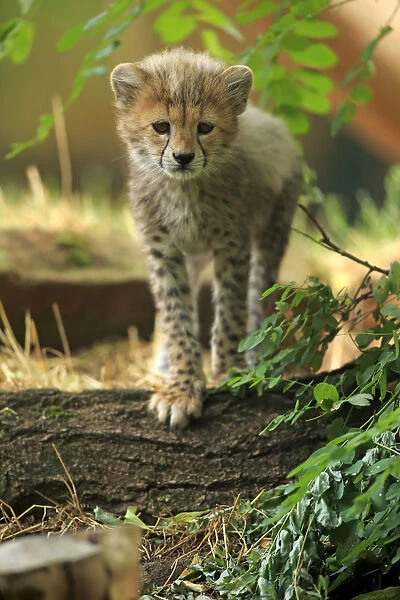 Sudan Cheetah, (Acinonyx jubatus soemmeringii)