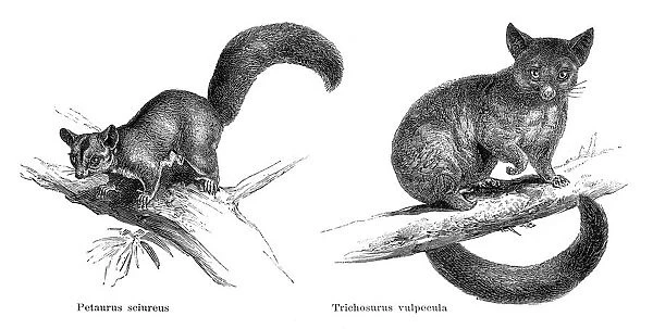 Sugar glider and Brushtail possum illustration 1896