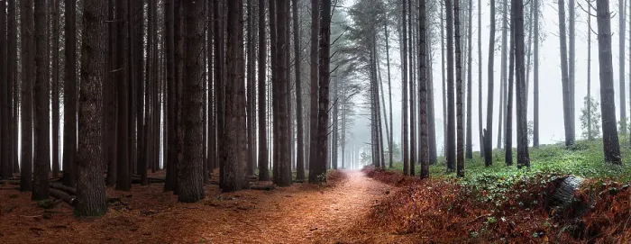Framed Print : Sugar Pine Forest